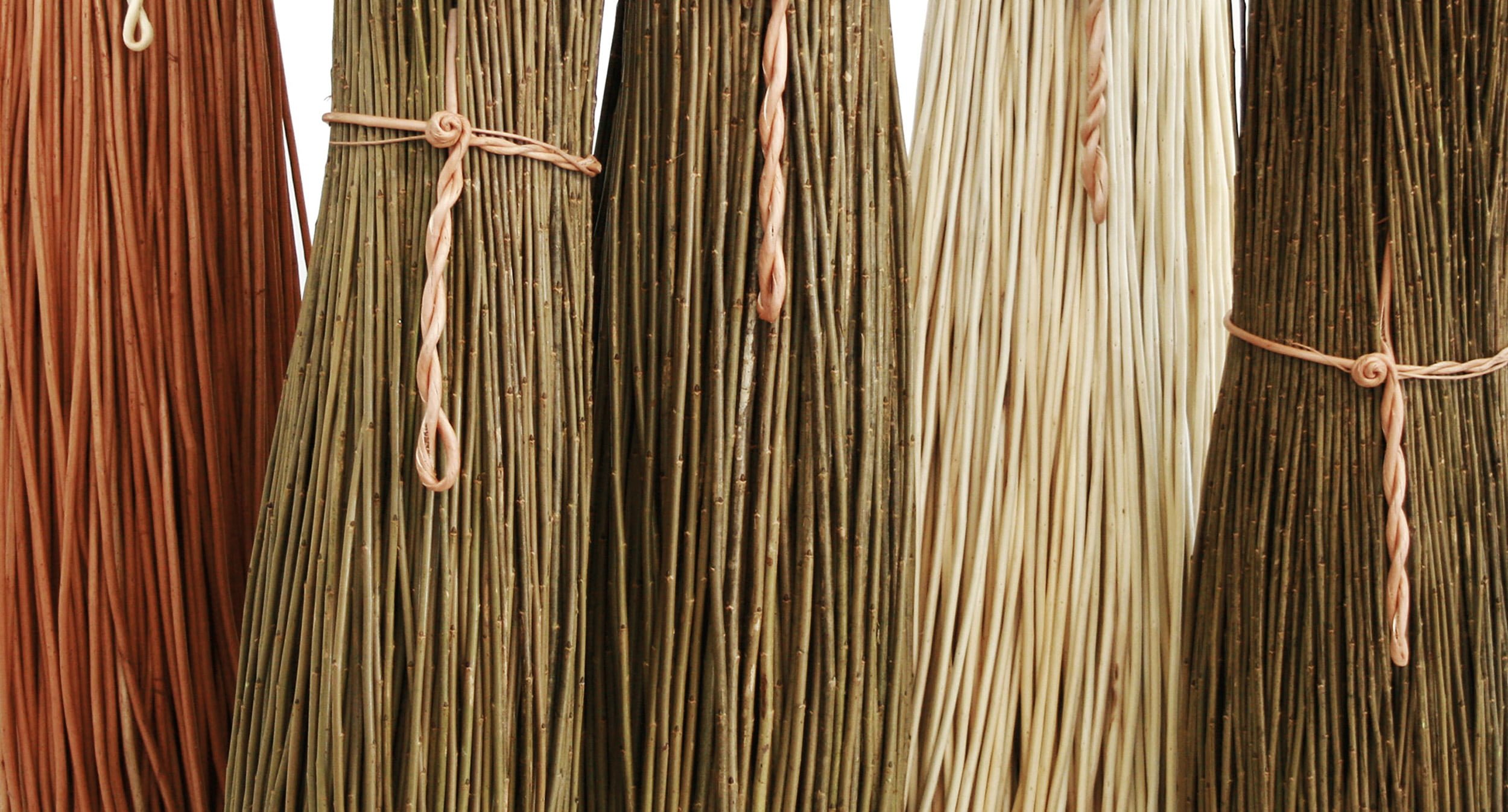 Types of Willow for weaving Musgrove Willows Coffins