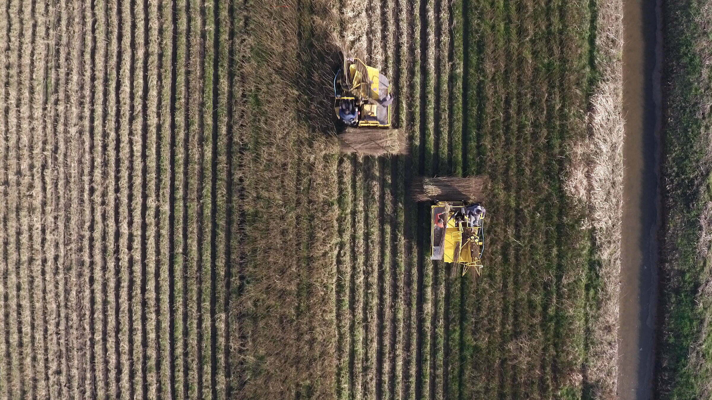 Harvesting willow